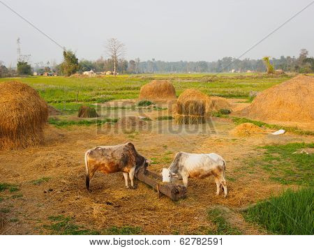 Rural Nepal