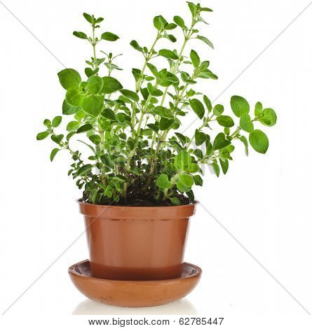 fresh flavoring herbs oregano in brown flower pot isolated on white background 