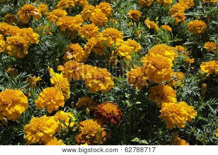Flowerbed Of Orange Marigolds