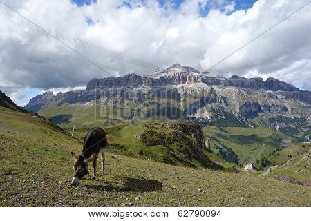 Alpine Donkey
