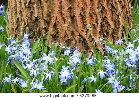 Blue And White Windflower With Walnut Tree In Background