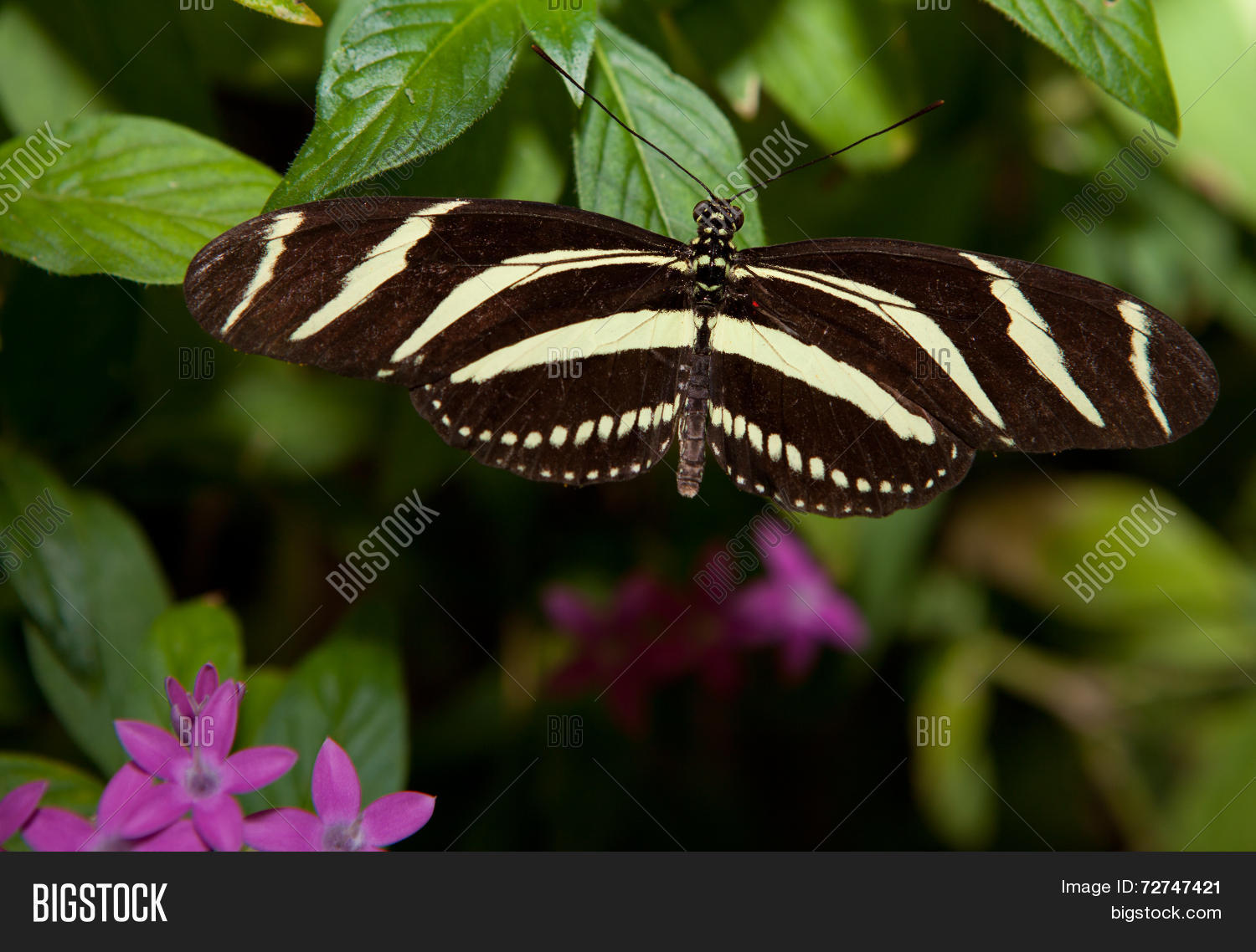 Image Preview