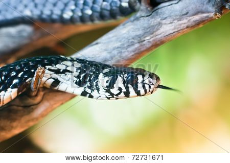 Chicken Snake (spilotes Pullatus)
