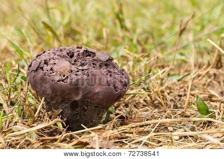 Mature Puffball In Field