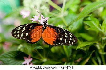 Heliconius Hecale