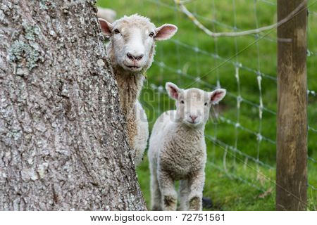 Sheep Lamb