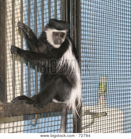 Colobus