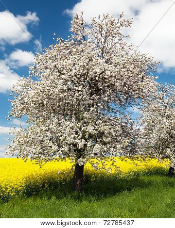 Flowering Apple Tree With Field Of Rapeseed