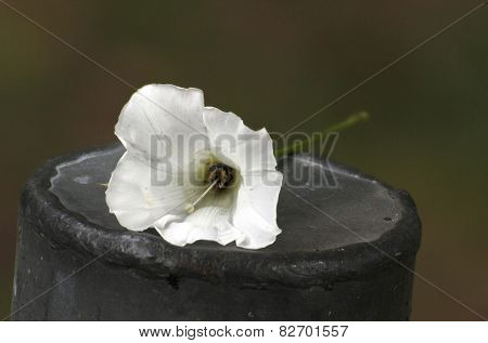 Calystegia Sepium Blossom