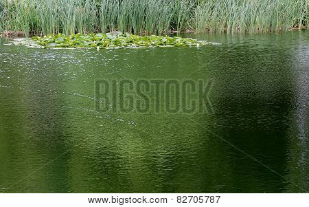 Waterlily And Reflections