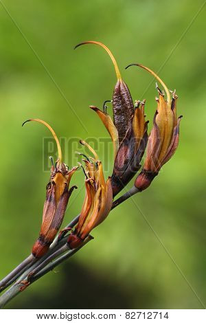 New Zealand Flax Blossom