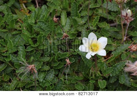 White Dryad Blossom
