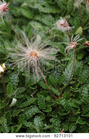White Dryad Seeds