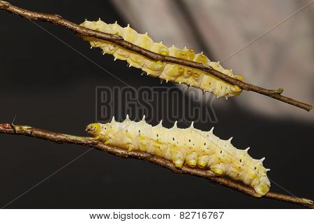 Caterpillar Of Eri Silk Moth