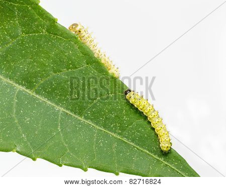 Caterpillars Of Eri Silk Moth