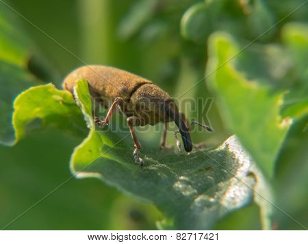 Weevil