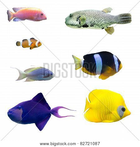 Exotic fish isolated on white background