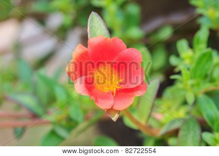 Portulaca flowers at the garden