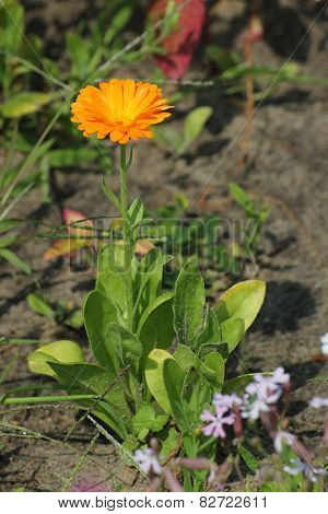 Common Marigold