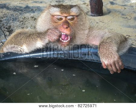 Monkey On The Thailand Beach