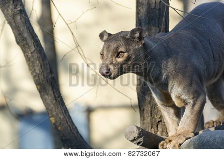 Fossa (cryptoprocta Ferox)