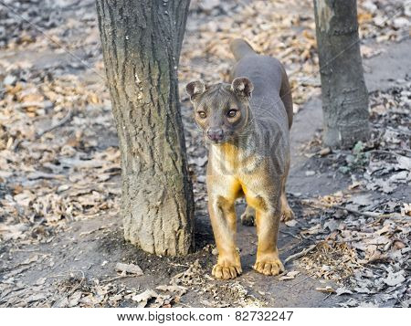 Fossa (cryptoprocta Ferox)