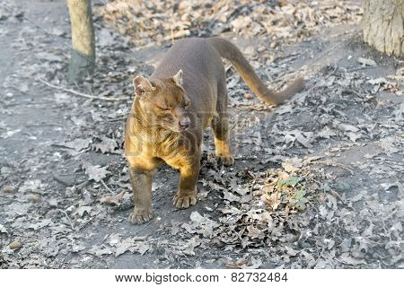 Fossa (cryptoprocta Ferox)