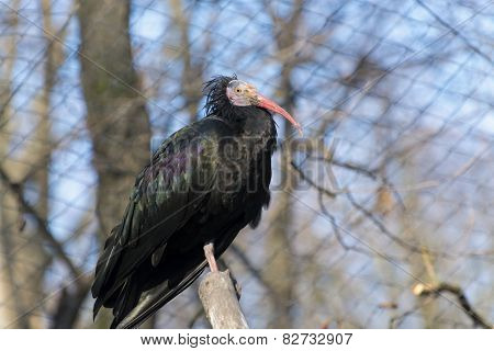 Northern Bald Ibis (geronticus Eremita)