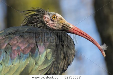 Northern Bald Ibis (geronticus Eremita)