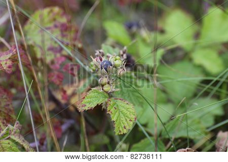 European Dewberry