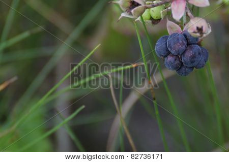 European Dewberry
