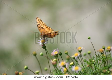 sommerfugl