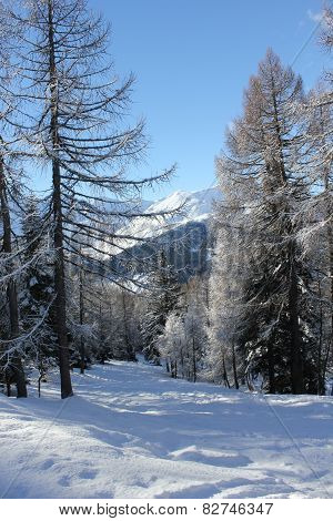 Trees Covered with snow