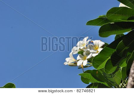 The beautyful flowers