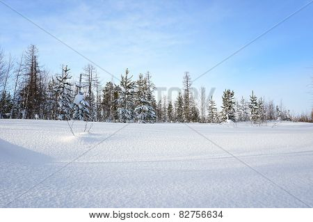 Winter Landscape