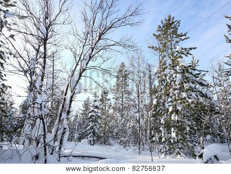 Winter Landscape