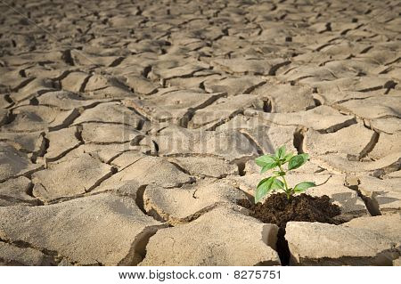 작은 공장에 금이 토양