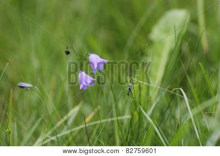 Bellflower