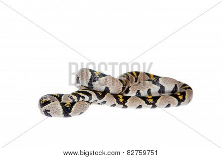Mandarin Rat Snake isolated on white background.