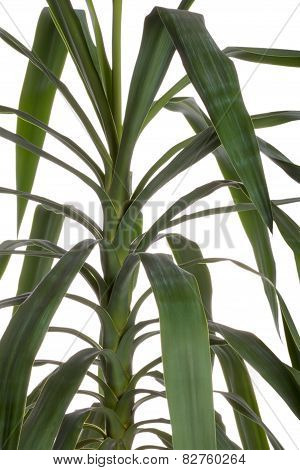 The Yucca Flower