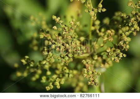 Meadowsweet Fruits