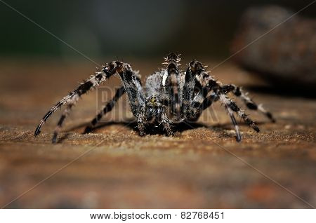 Cross Spider On The Ground