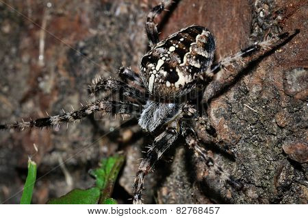 Cross Spider