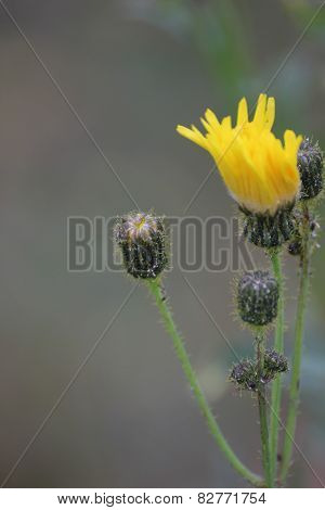 Marsh Sow-thistle