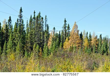 Northern Ontario Forest