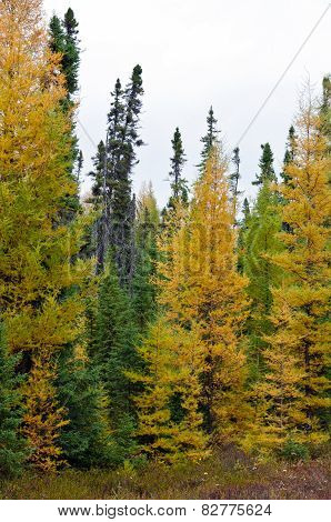 Northern Ontario Forest