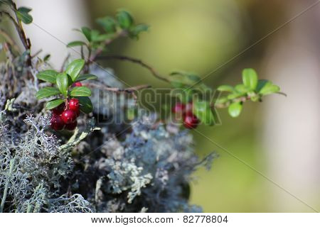 Lingonberry