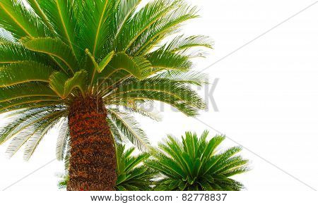 Greem Leaves Of Cycad Plam Tree Plant Isolated White Background Use For Garden And Park Decorated