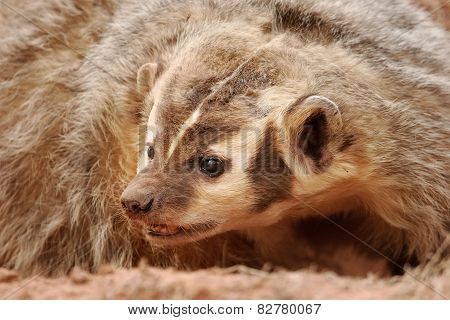 American Badger (taxidea Taxus)