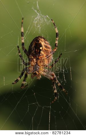Cross Orbweaver